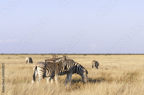 Group of zebras / Herd of zebras, looking at camera, Etosha National Park.