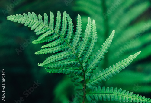 A green fern photo