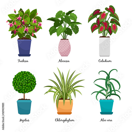 Cartoon houseplants in pots