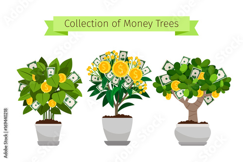 Money tree in flower pot set