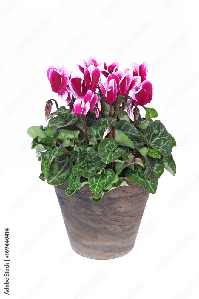 Mini Cyclamens en pot