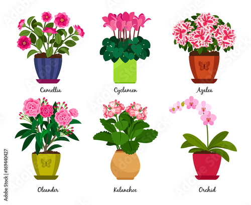 Houseplant flowers in pots