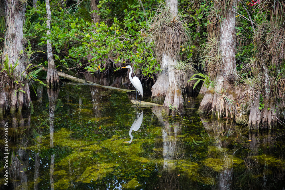 White bird over water