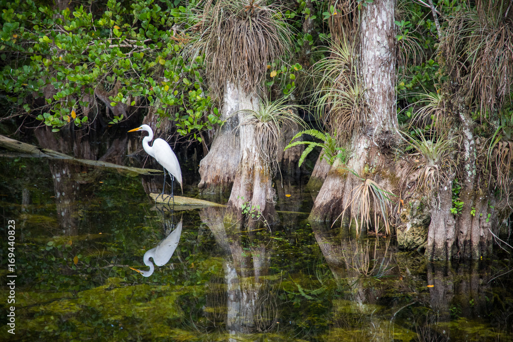 White bird in swamp