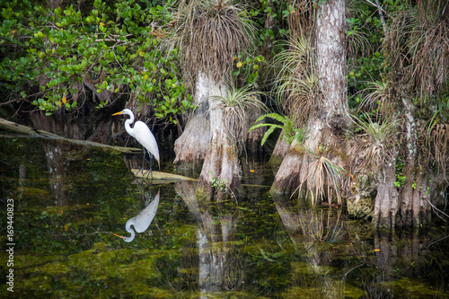 Obraz na płótnie White bird in swamp w salonie