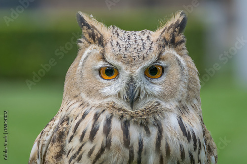 Eagle owl close up, bird of prey