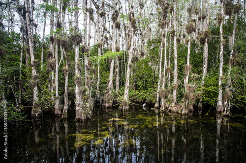 Obraz na płótnie EVerglades Florida Trees w salonie