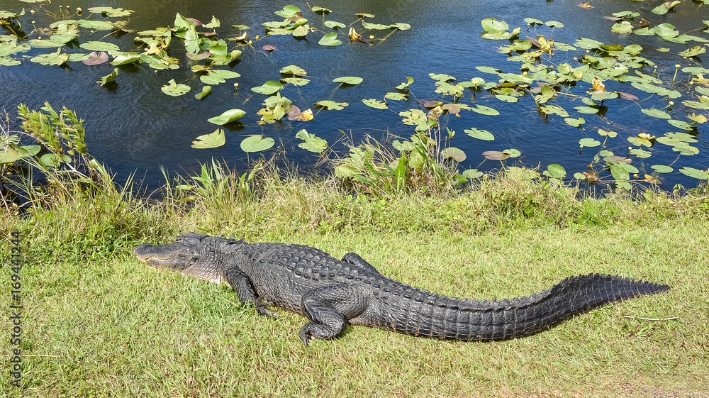 Alligator body on grass