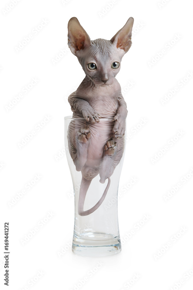 Little kitty climbed in a glass
