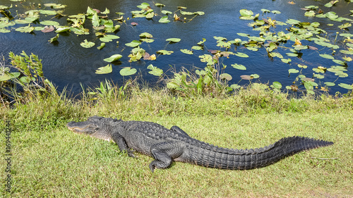 Obraz na płótnie Alligator body on grass w salonie