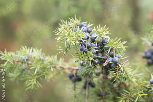juniper berries on branch
