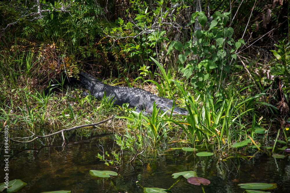 Obraz premium Alligator sleeping by water