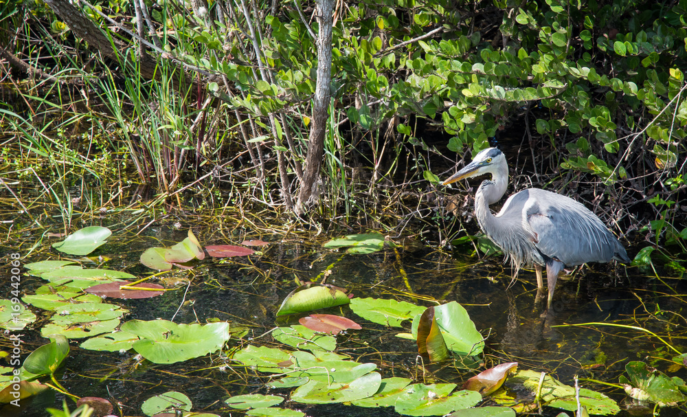 Bird in swamp