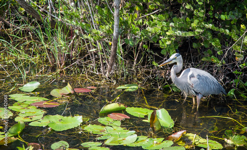 Obraz na płótnie Bird in swamp w salonie
