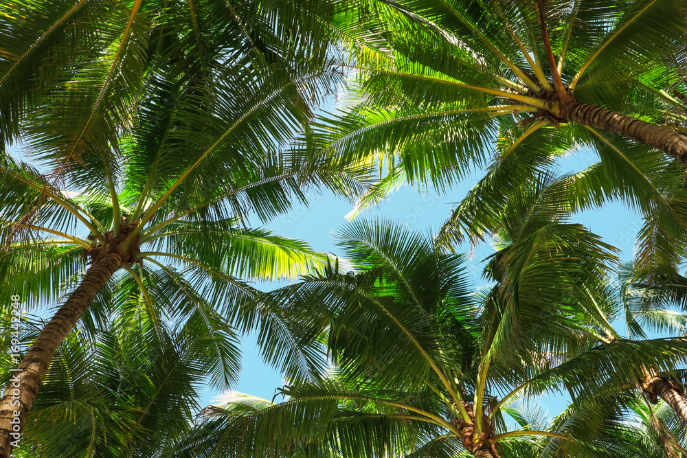 Coconut palm trees.