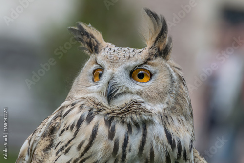 Eagle owl close up  bird of prey