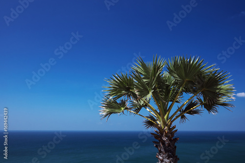 Palm tree with blue sea and sky background. Phromthep cape   Phuket Thailand.