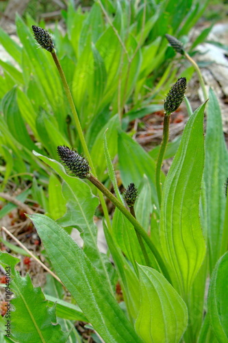 Heilpflanze Spitzwegerich Plantago Lanceolata wächst draußen große frische grüne Blätter