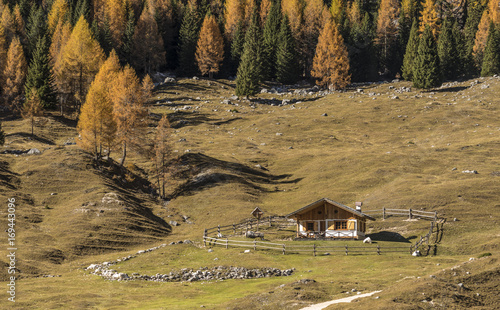 Cianpo de Crosc, Dolomiti d'Ampezzo Natural Park, Cortina d'Ampezzo, Belluno, Veneto, Italy. Autumn at Cianpo de Crosc photo