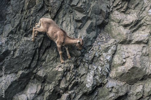 Mountain goat climbing on rock wall. 