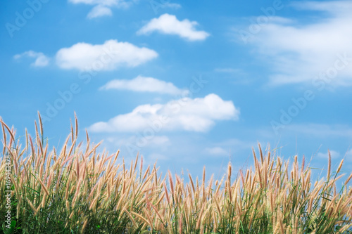 Grass flowers with blue sky and cloud background.