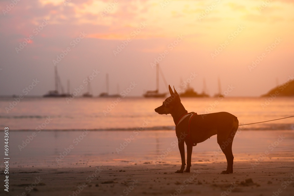 Silhouette of a dog walking on the beach at sunset.