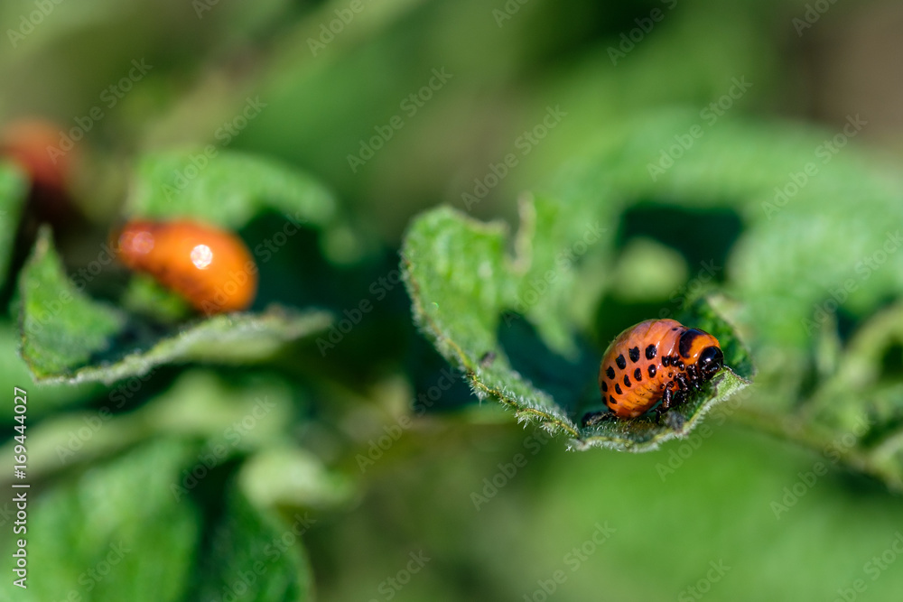 the larvae of the Colorado potato beetle on the leaf the larvae of the Colorado potato beetle on the leaf
