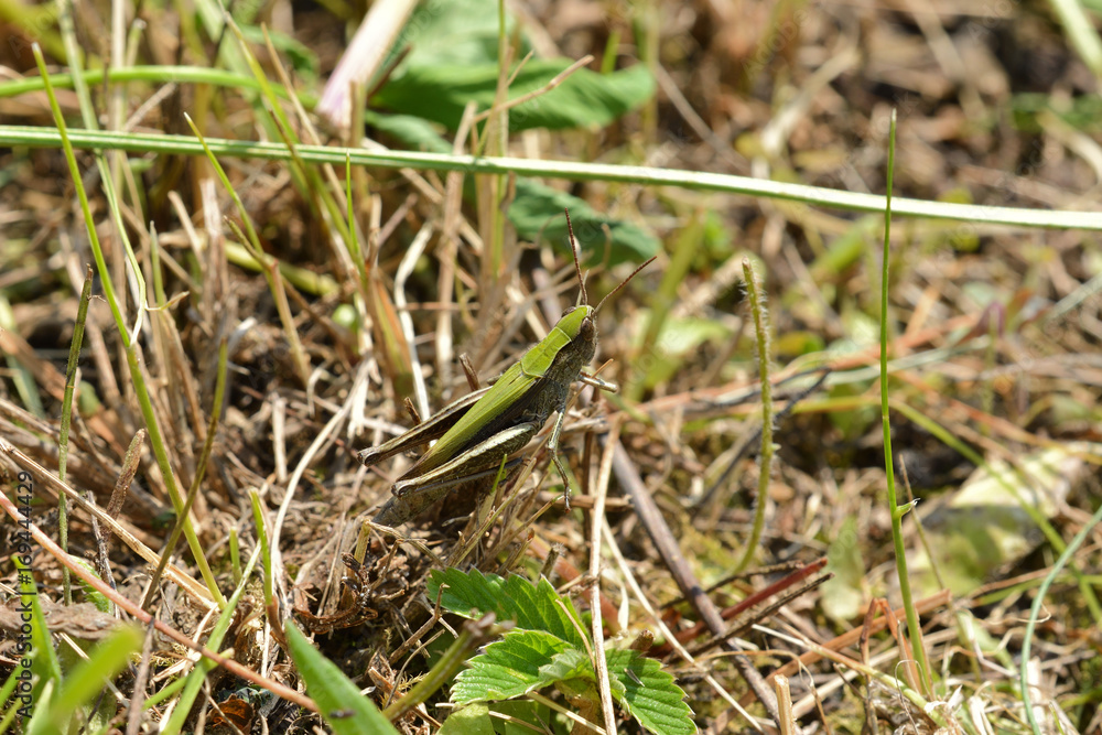 insect Grasshopper hidden on the grass insect Grasshopper hidden on the grass