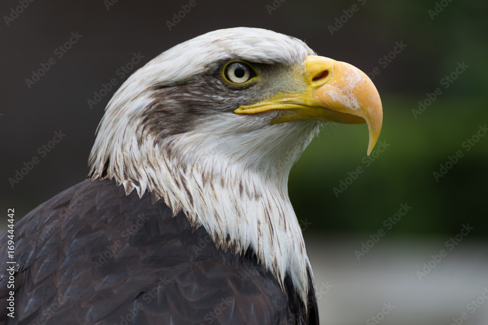 Fototapeta premium Bald eagle close up, bird of prey