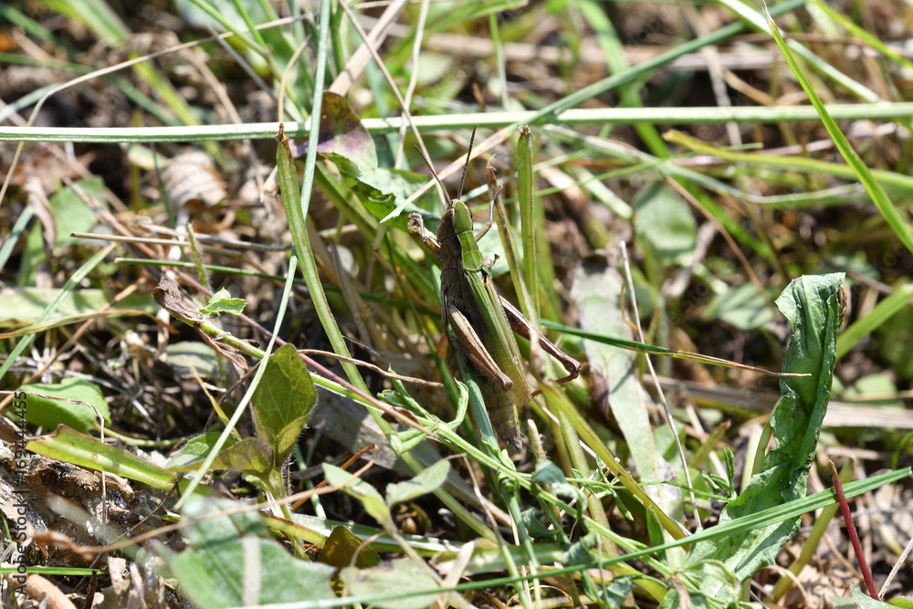 insect Grasshopper hidden on the grass 