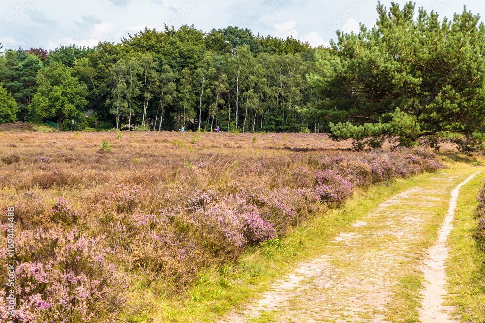 Bloeiende heide tussen Vierhouten en Elspeet Bloeiende heide tussen Vierhouten en Elspeet