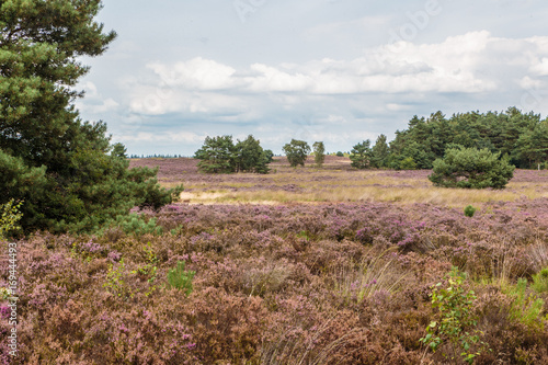 Bloeiende heide tussen Vierhouten en Elspeet