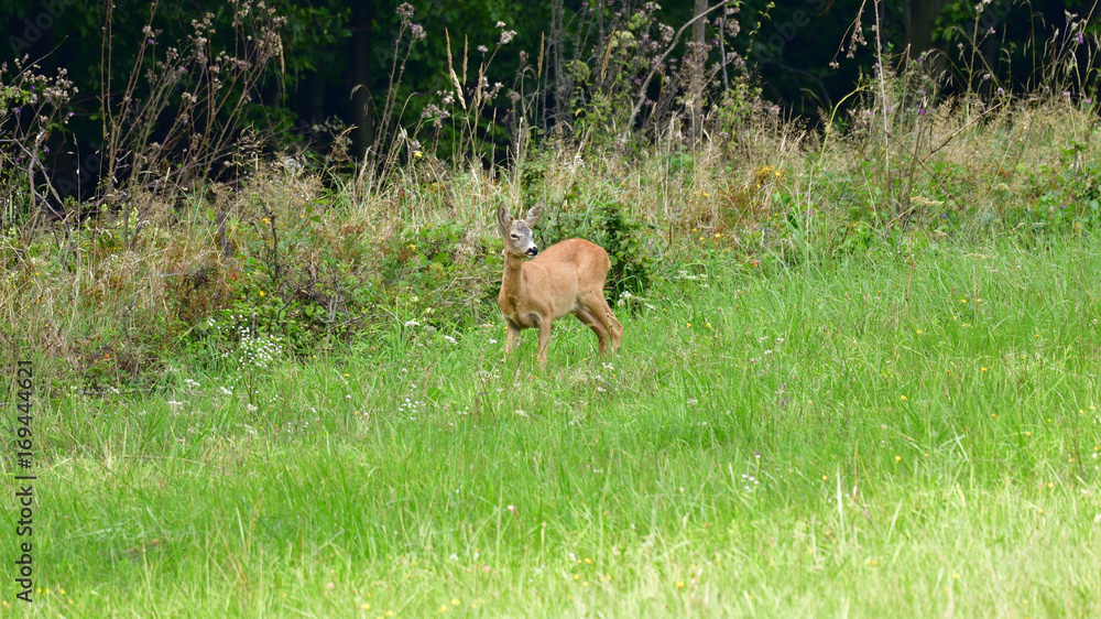 roe grazing on the meadow roe grazing on the meadow