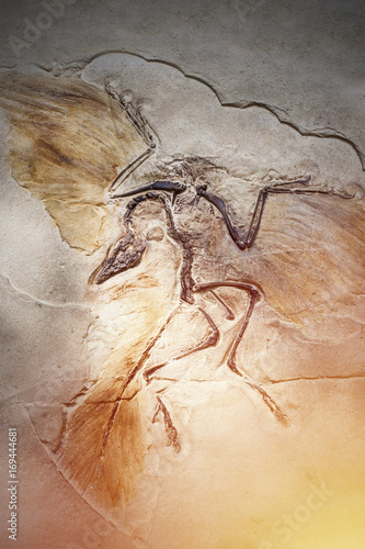 Died bird in stone fossil. photo