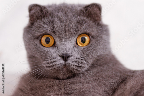 Portrait grey cat breed of Scottish Fold lop-eared.