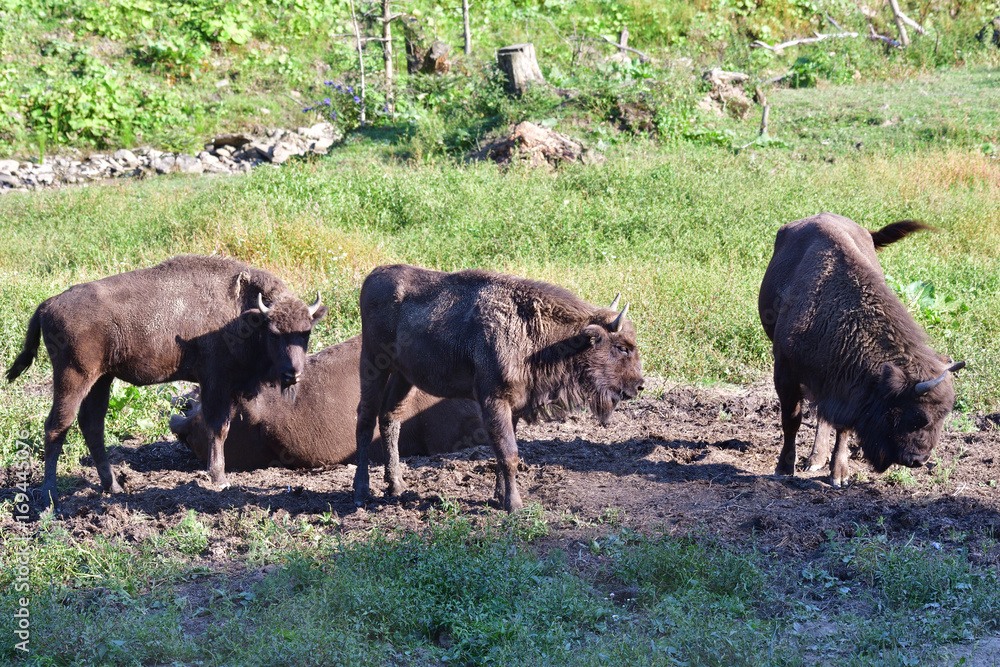 Fototapeta premium Eurpean bison on the forest sand 