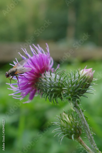 DISTEL