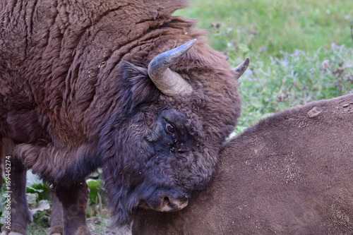 Wallpaper Mural Eurpean bison on the forest sand  Torontodigital.ca