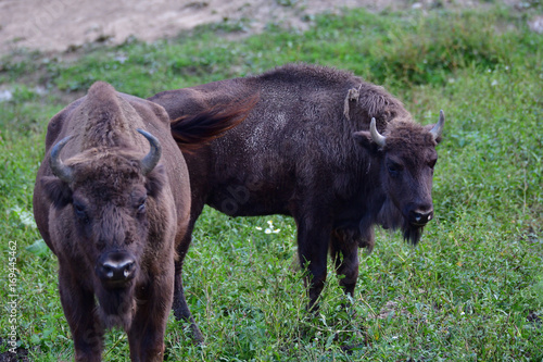 Eurpean bison on the forest sand 