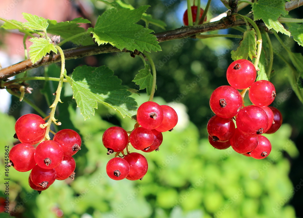 Redcurrant berries closeup Redcurrant berries closeup