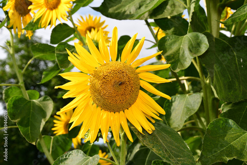 sunflowers on the farmer field 