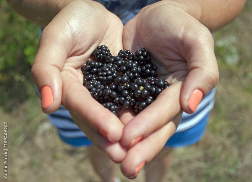 ripe wild blackberries on a background of green meadows ripe wild blackberries on a background of green meadows