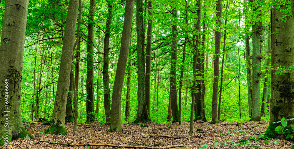 Naklejka premium Wald Bäume Natur im Sommer und Frühling