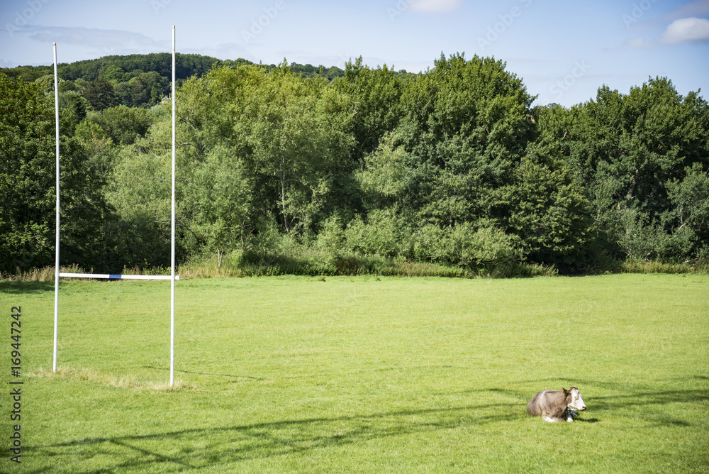 Obraz premium Cows on a green field