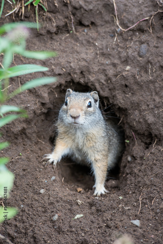 Naklejka premium Uinta ground squirrel