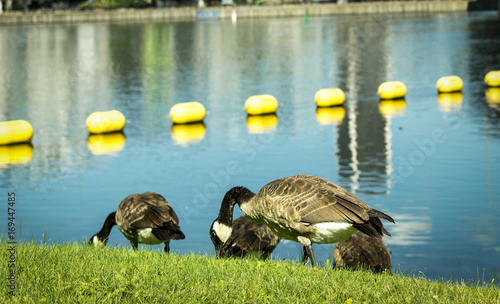 Ducks eating on the grass by the water
