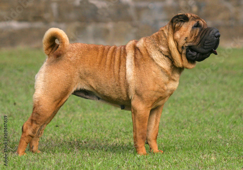 Bild auf Leinwand Shar Pei Dog