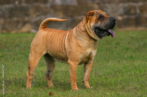 Obraz na plátně Shar Pei Dog