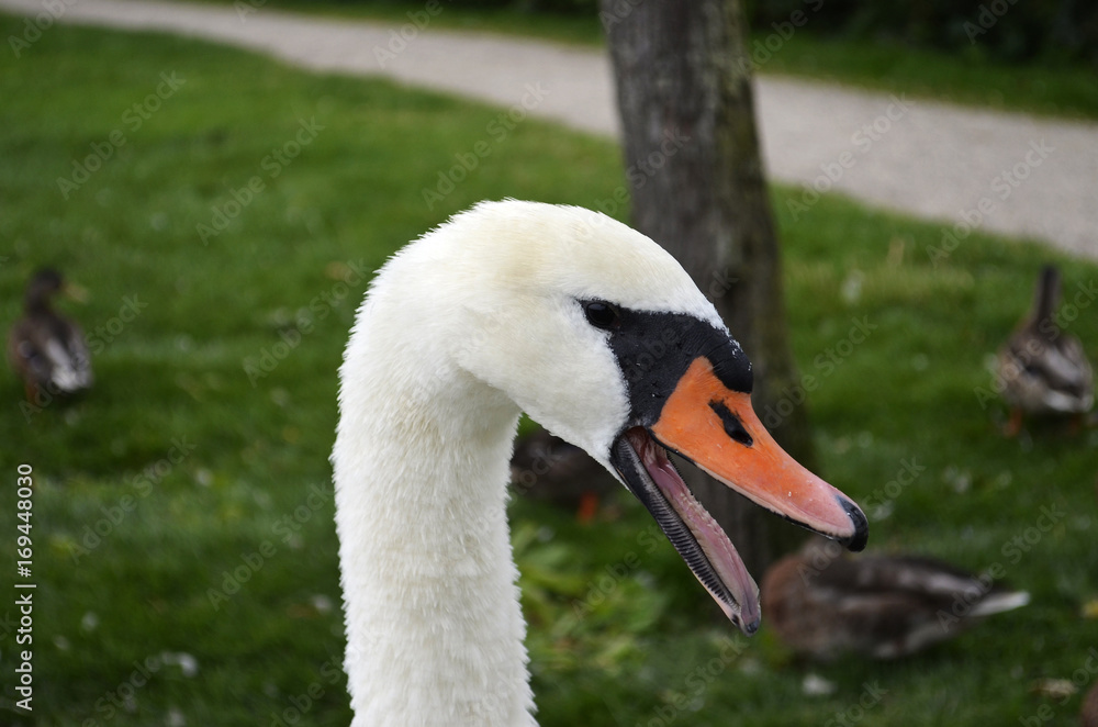 Obraz premium Head of a swan (cygnus) with open beak