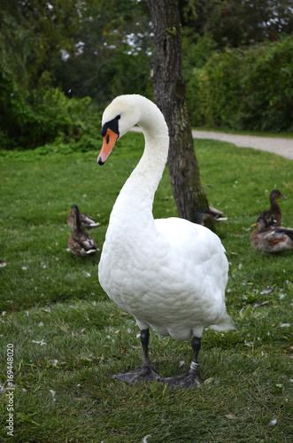 Swan (cygnus) on a meadow with ducks